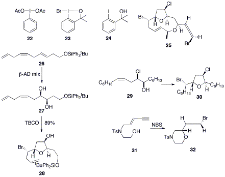 Electrophilic bromination and work towards synthesis of the obtusallenes
