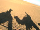 Picture of Camel Shadows