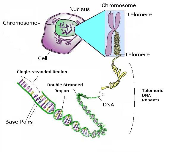 The telomere