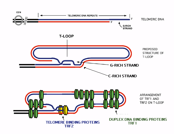 Sequence Of Telomere
