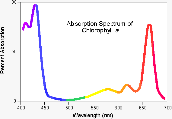 UV/visible adsorption spectrum of
chlorophyll